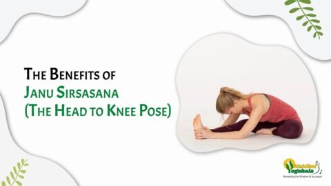 Janu Sirsasana (Head to Knee Pose) – Powerful Benefits for Mind and Body