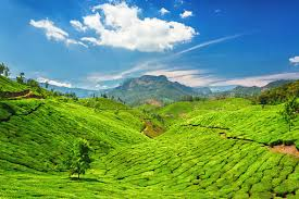 Munnar: Lush Tea Gardens, Misty Hills, Serene Escape